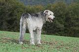 IRISH WOLFHOUND 160